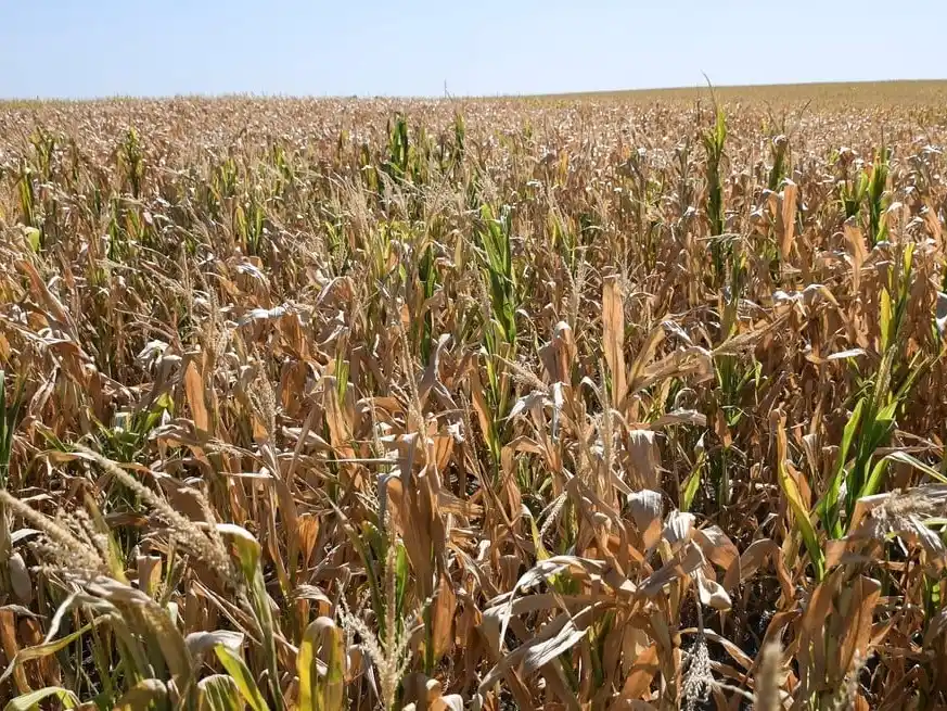 Semana crítica para soja y maíz en la región núcleo por la falta de agua.