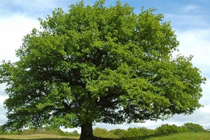 Fresnos, una de las especies plantadas (Ilustrativa)