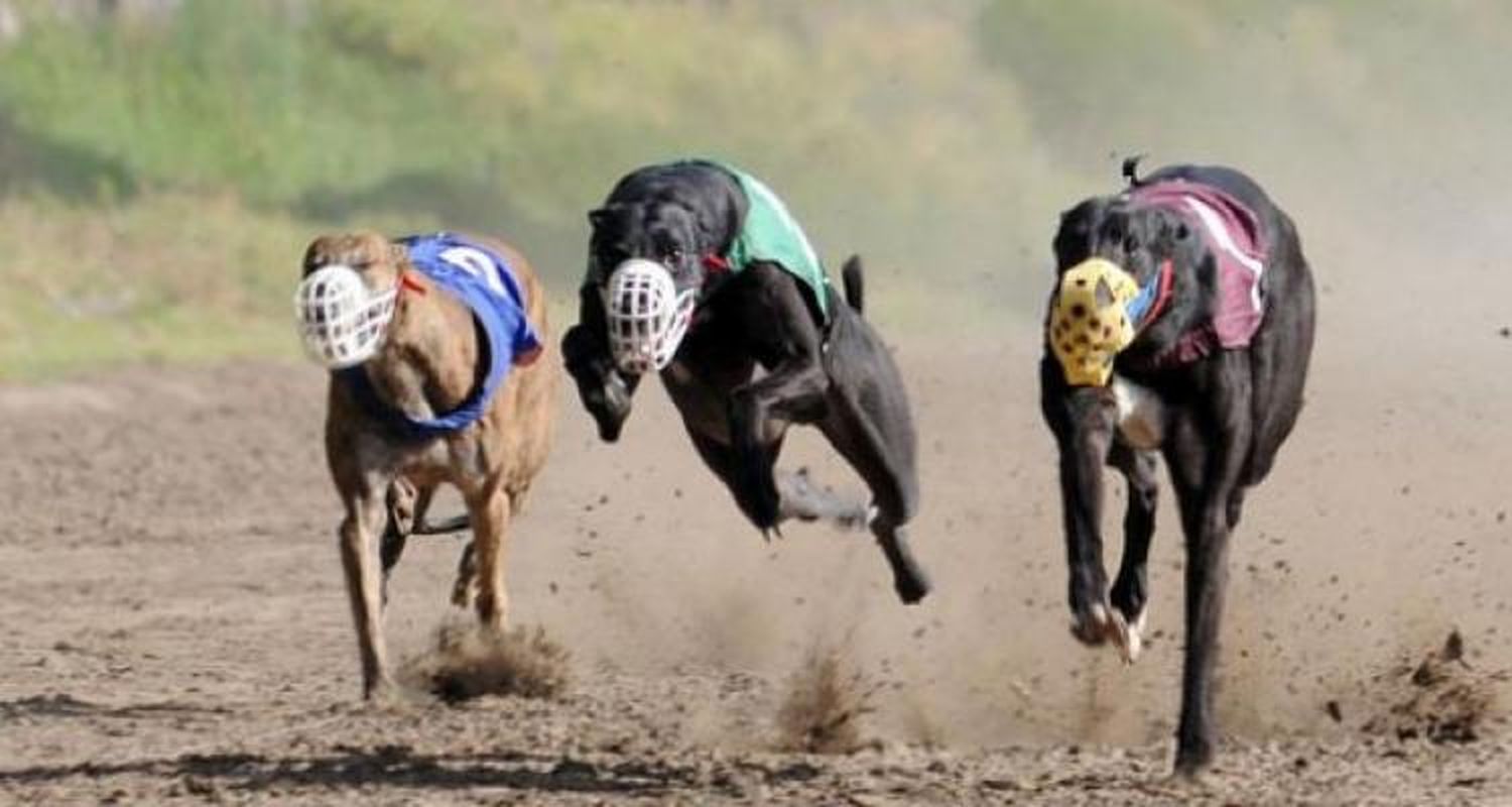Derogada la ordenanza, las carreras de galgos deberán tramitar autorización en Provincia