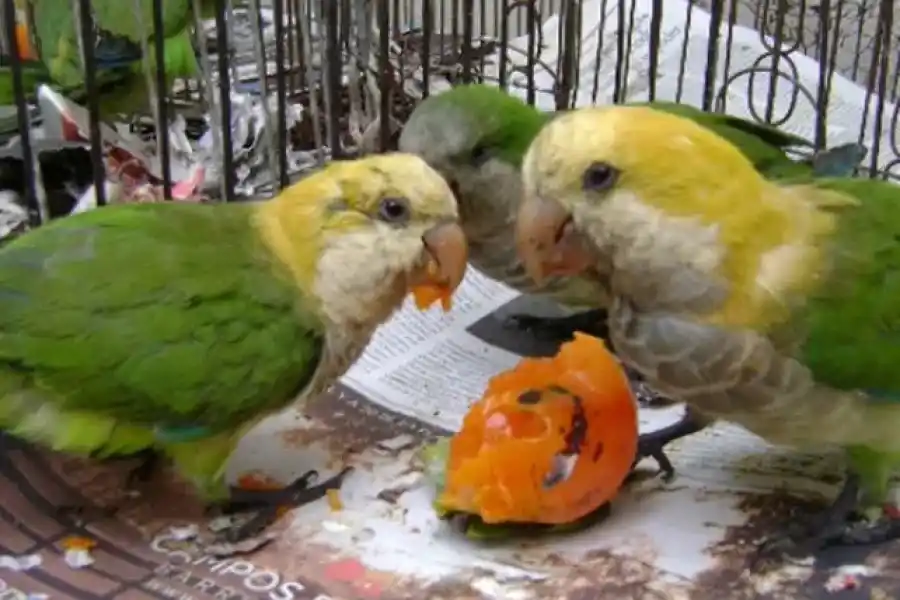 Ante los casos de psitacosis, el gobierno indica que la posesión de fauna silvestre esta prohibida por ley