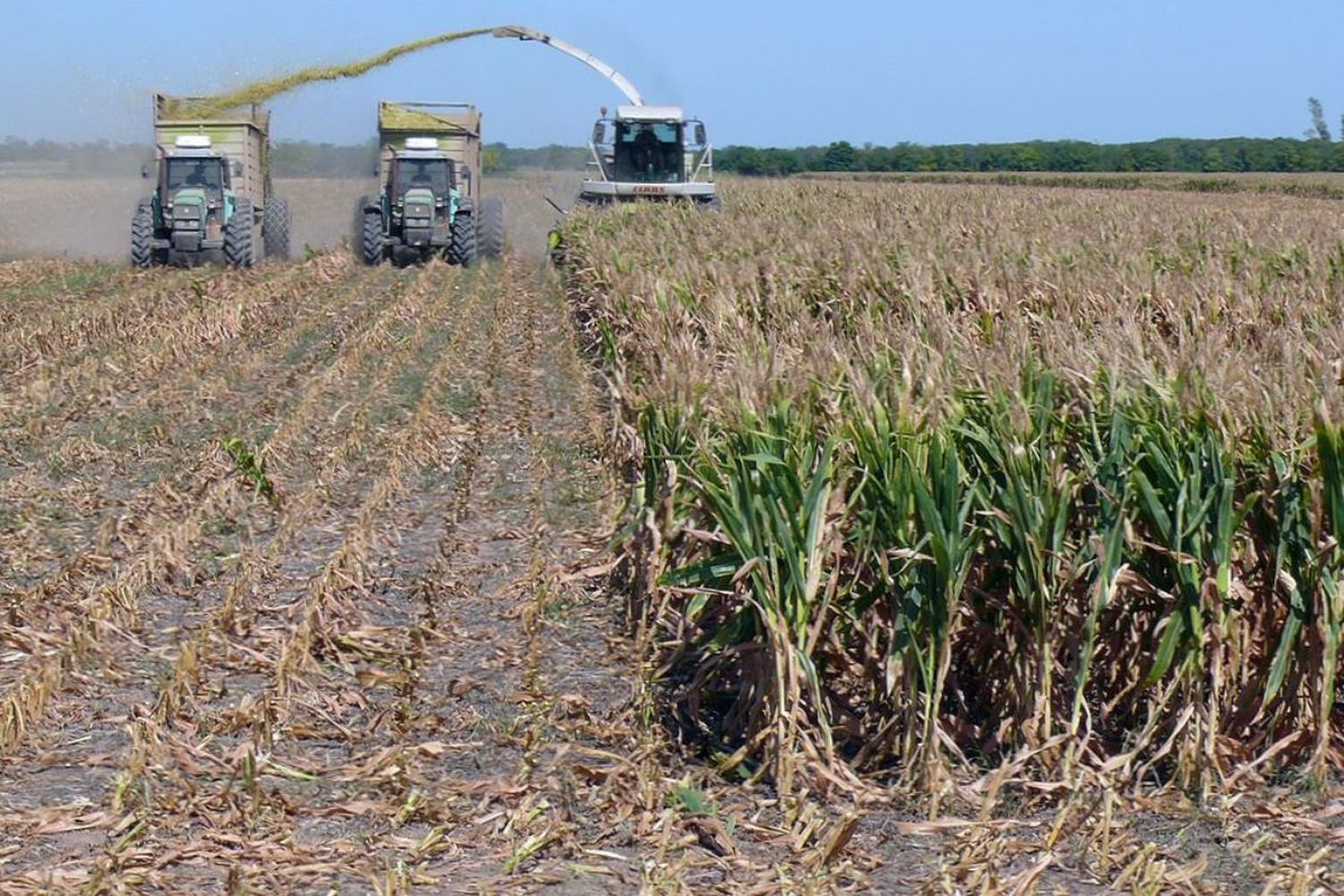 El rendimiento promedio de grano fue casi 3 toneladas menos (29,75 qq/ha) que los 79qq/ha de la campaña anterior.