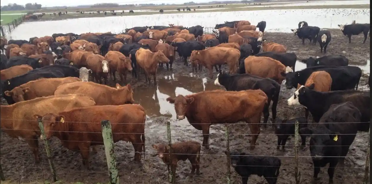 El Niño puede inundar de hacienda los feedlots