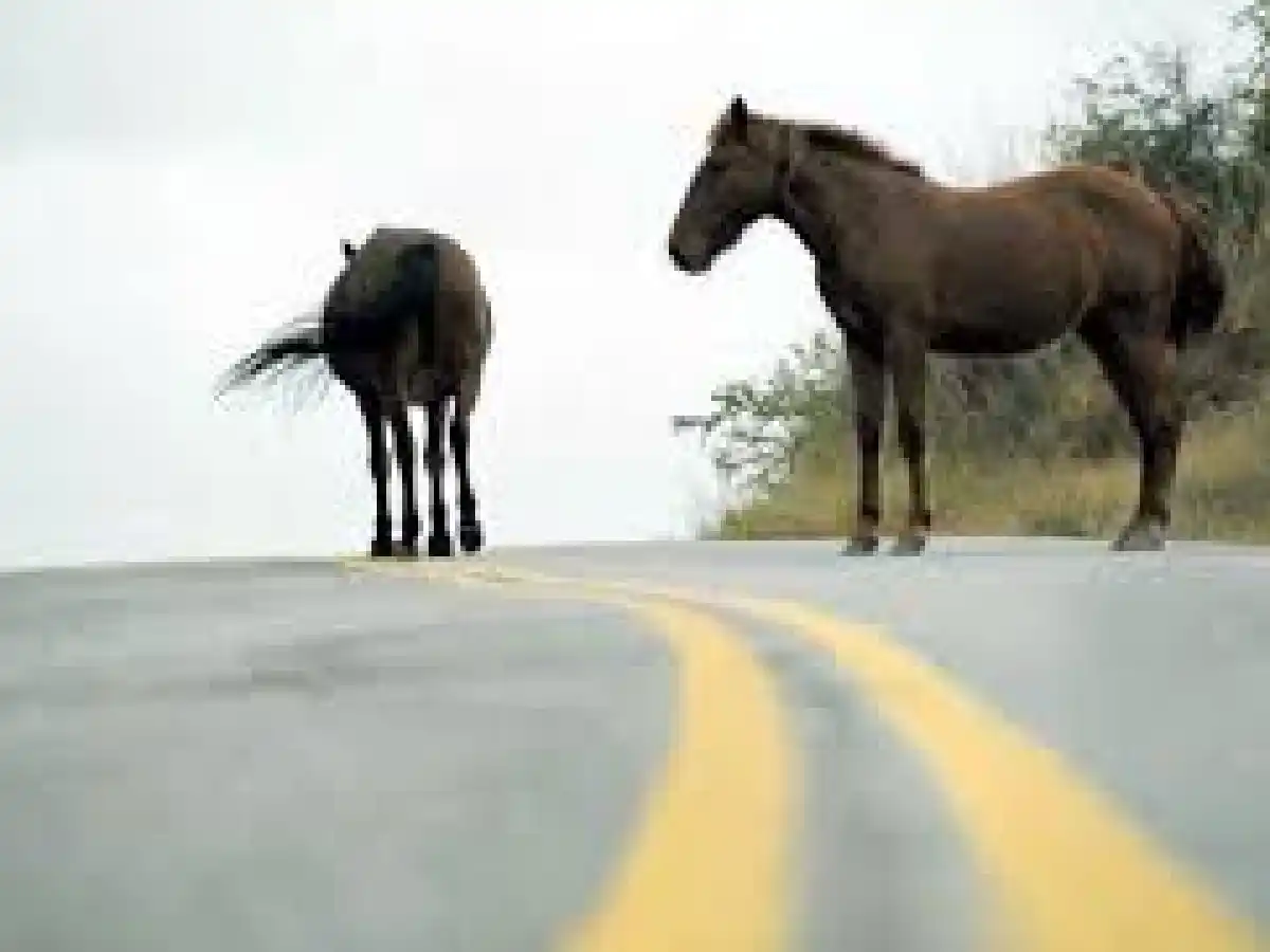 Otra vez animales sueltos en la ruta