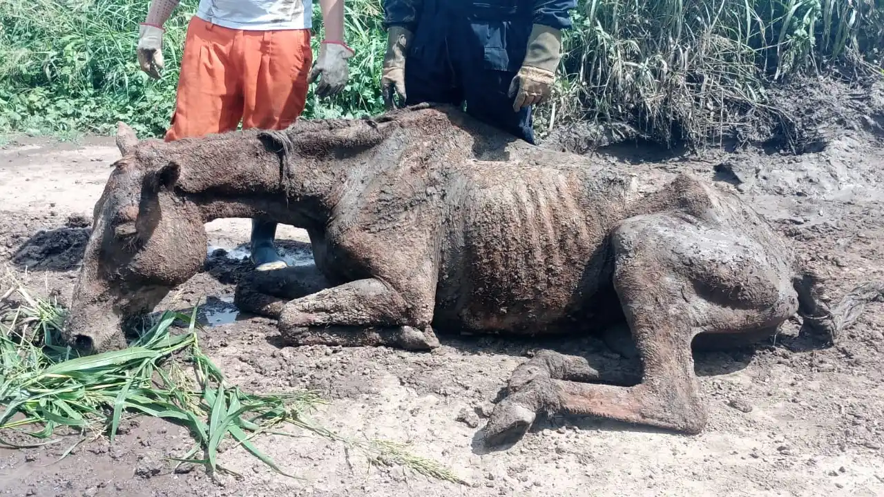 Bomberos voluntarios intentaron rescatar a un caballo a la deriva en un camino rural