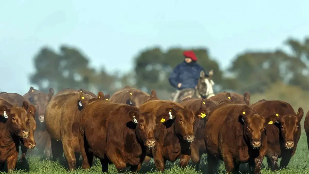 La carne argentina entró en cuenta regresiva ante la exigencia europea