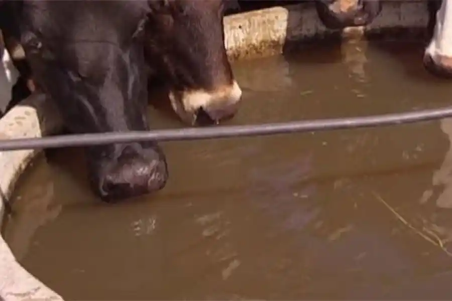 Millonaria pérdida: murieron 80 vacas por falta de agua en un campo entrerriano