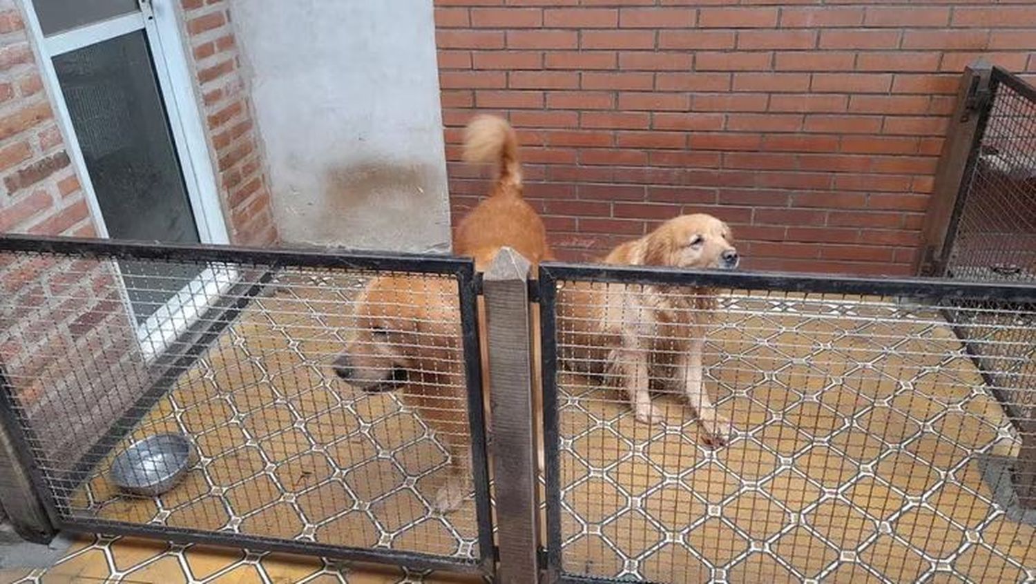 crueldad animal - 2