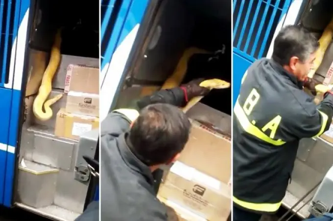 Video: Así sacaban a la pitón del micro de Tandil