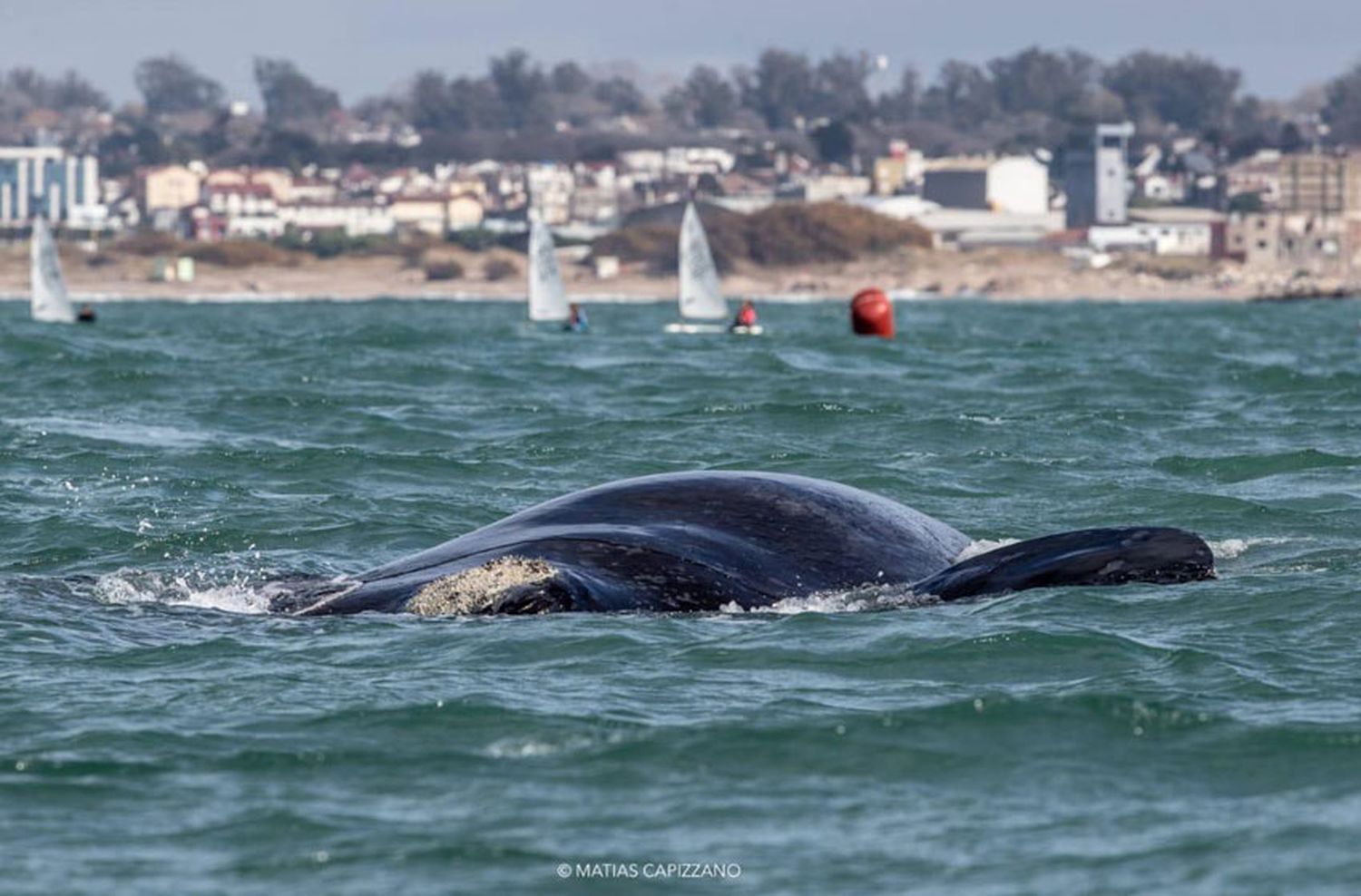 Ballenas francas australes se sumaron al regreso de los deportes en Mar del Plata
