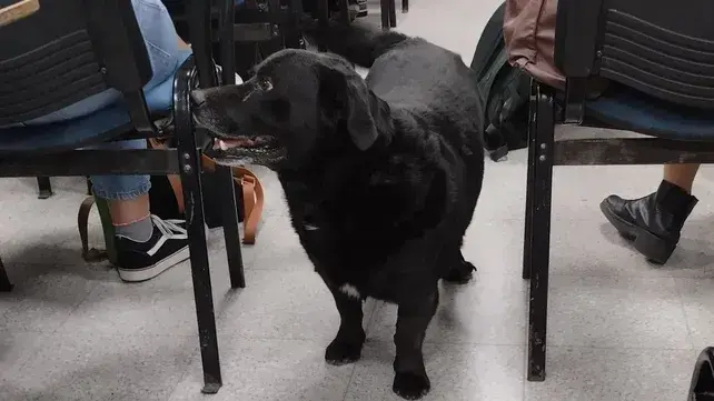 Caso Garrafa: condenaron al dueño del pitbull a pagar más de $1 millón y dar charlas educativas
