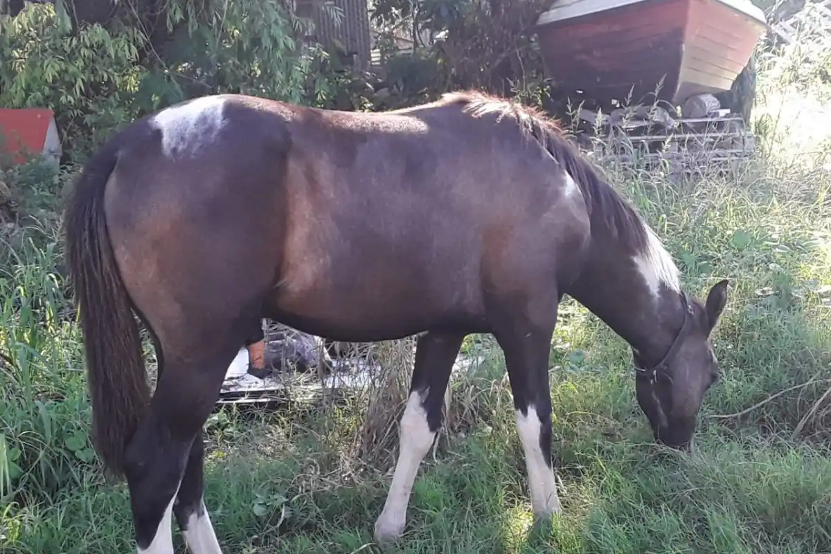 Como medida de prevención, el Municipio retiró equinos sueltos de la zona oeste de la ciudad