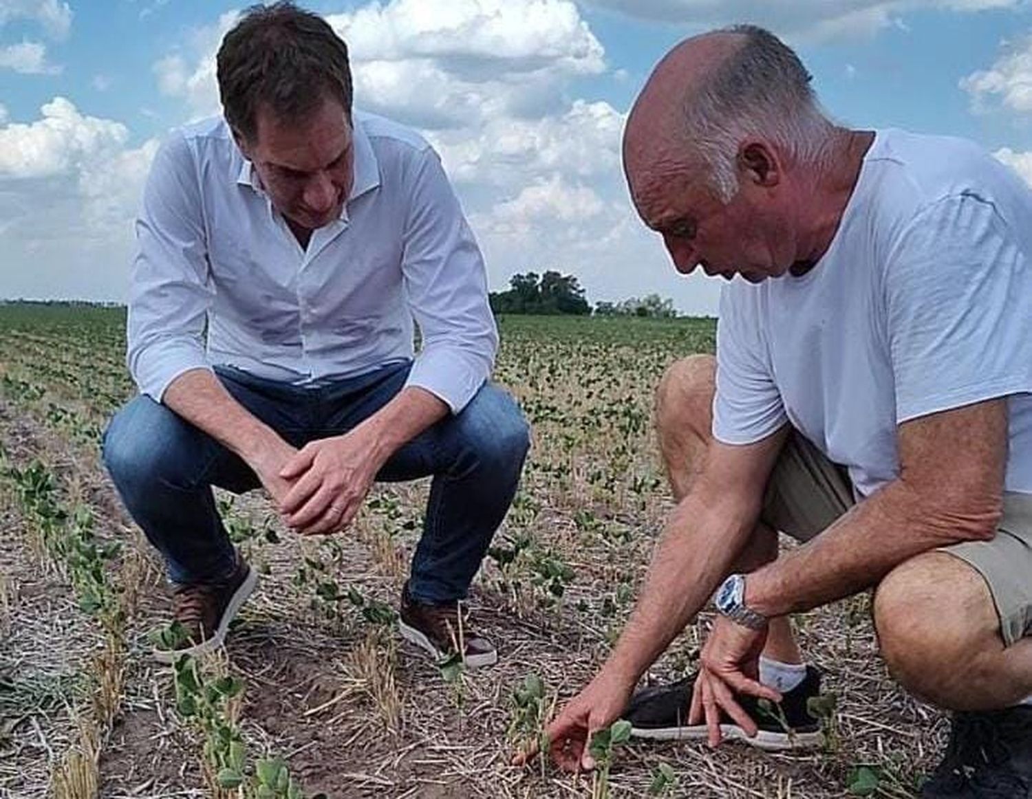 Estima pérdidas millonarias para el campo por la sequía