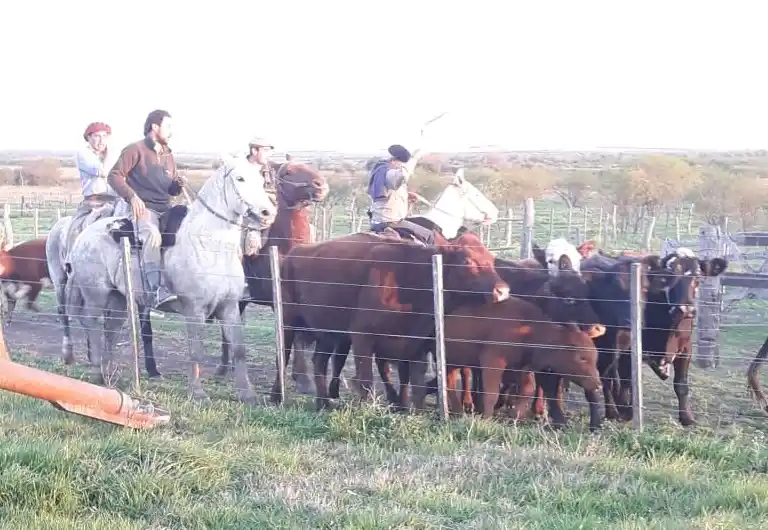 Hallan 10 animales robados en un campo de Costa Uruguay