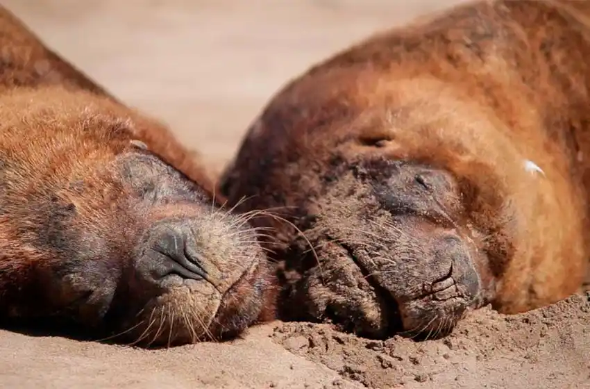Por primera vez, una instalación sobre los otros lobos de Mar del Plata