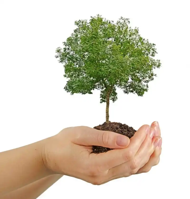 Plantarán un árbol por cada nacimiento