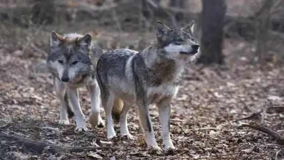 POR PRIMERA VEZ EN 80 AÑOS: nacen lobos grises en Colorado, Estados Unidos