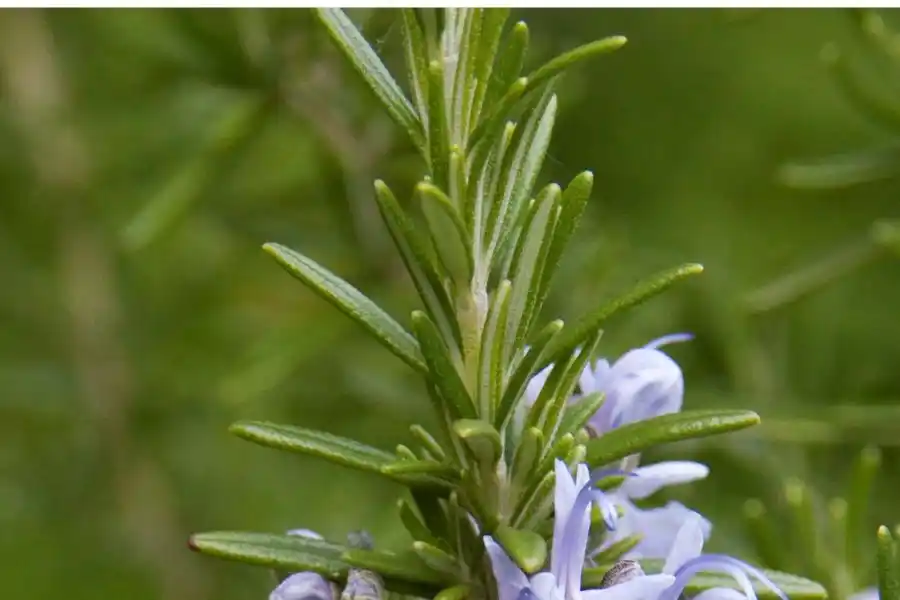 El romero es otro de los viejos conocidos en el catálogo de plantas medicinales