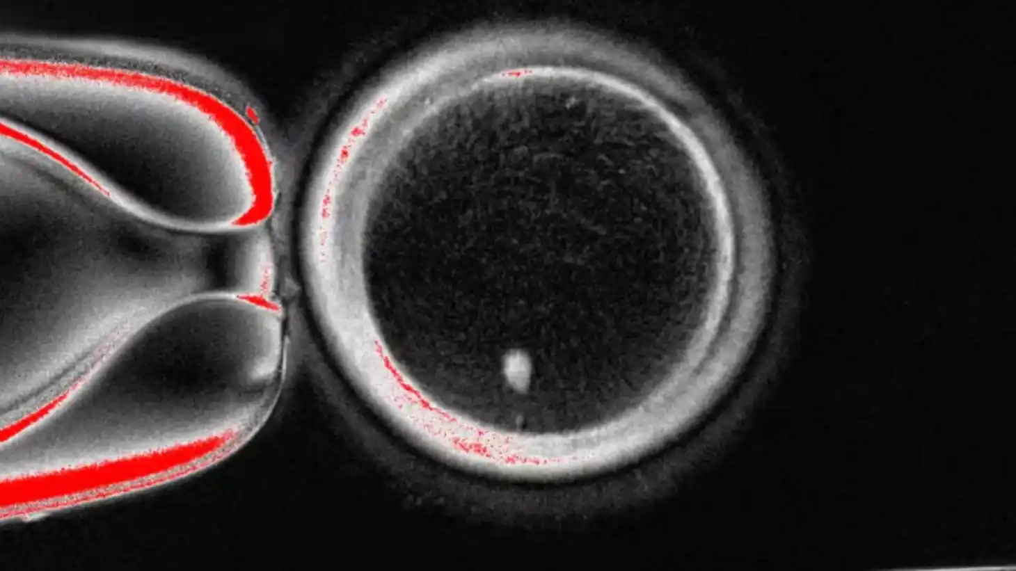 Utilizan por primera vez células de la piel para crear óvulos fertilizables