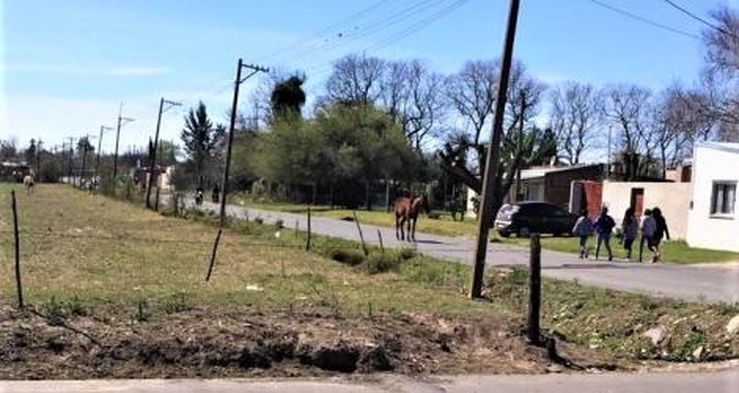 Caballo suelto en Benefactoras Sampedrinas y Dávila