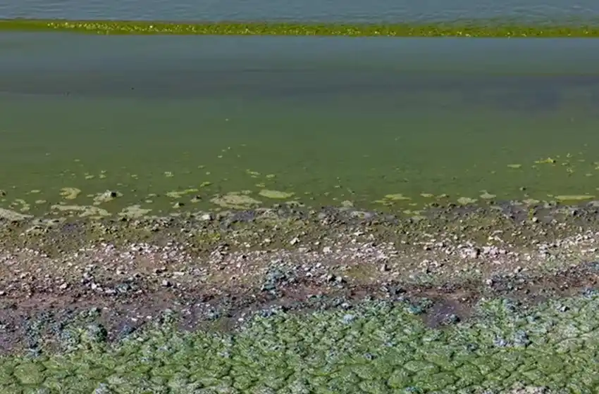Alertas por presencia de cianobacterias en lagunas y ríos de la provincia de Buenos Aires