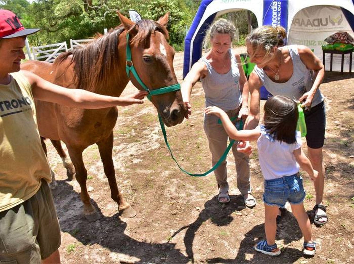 Más caballos recuperados de la tracción a sangre inician una nueva vida 