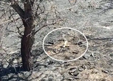 Encontró un crucifijo intacto en un campo que había sido arrasado por el fuego