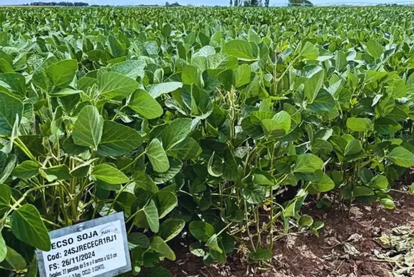 La campaña de soja tiene su radiografía por ambiente
