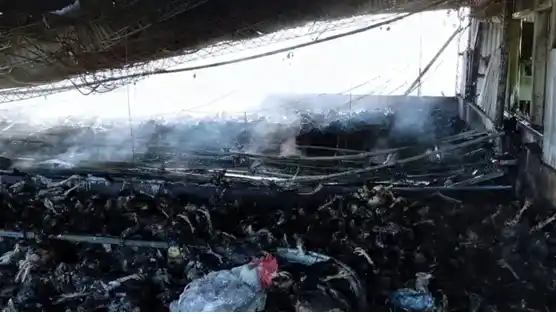 Voraz incendio destruyó un galpón avícola en Entre Ríos y causó una gran pérdida de animales