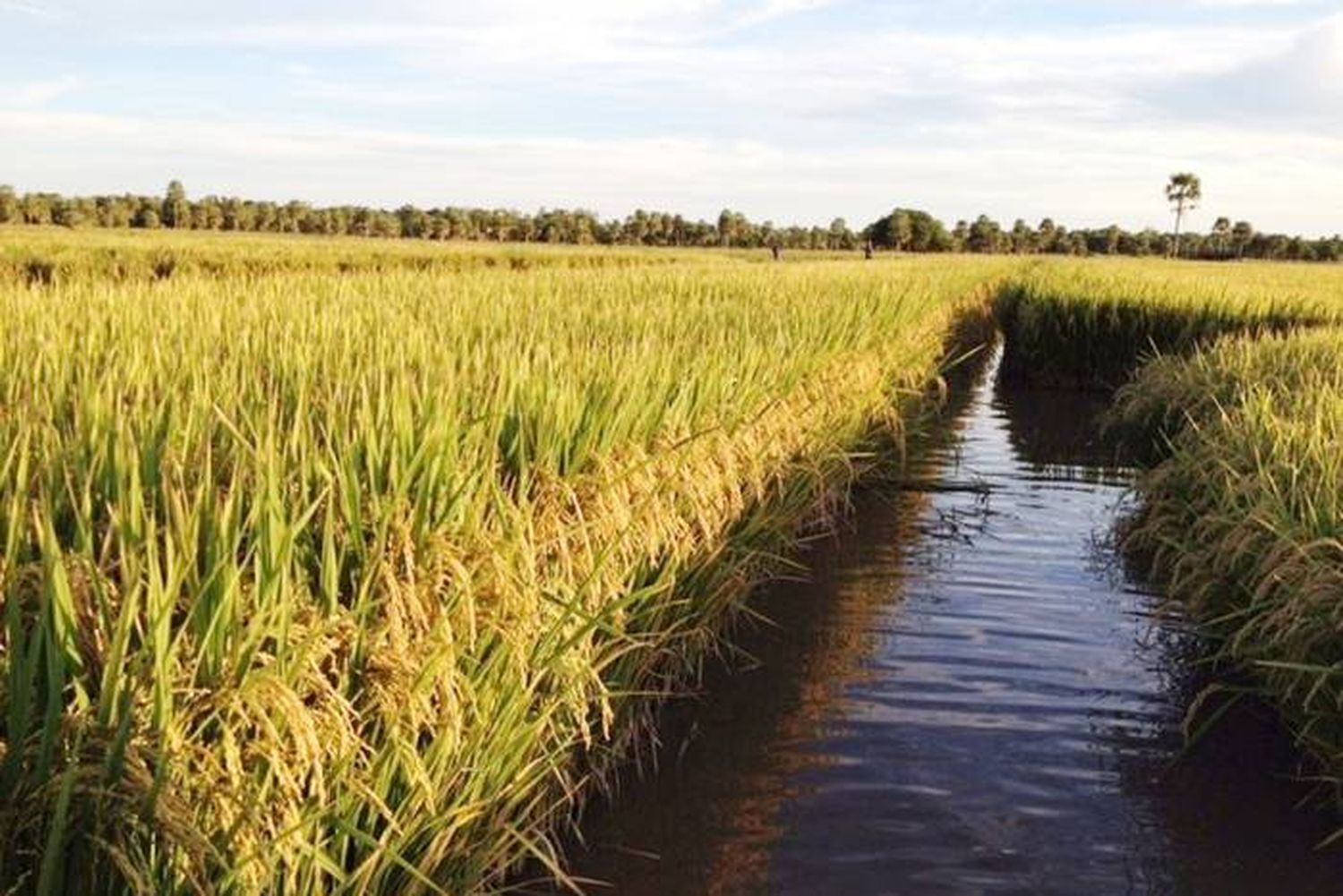 Investigan los refugios y  enemigos naturales de la principal plaga del arroz