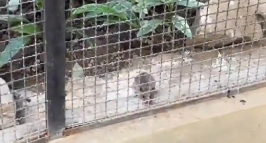 Zona de loros del parque del Este infestada de roedores (+Video)