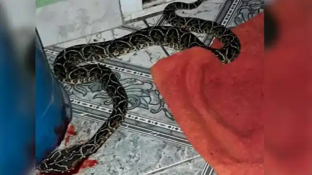Estaba tomando mate y se encontró con una enorme yarará en su casa