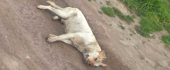 La Defensoría del Pueblo busca esclarecer el envenenamiento de perros