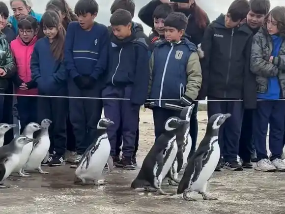 Tras su rehabilitación, la Fundación Mundo Marino devolvió a un grupo de pingüinos al mar