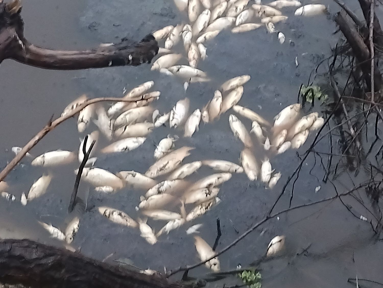 Preocupa la mortandad de peces en el arroyo El Rey