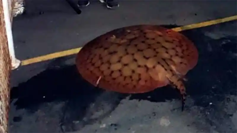 Pescaron una raya de 80 centímetros de diámetro y 26 kilos en el río Paraná