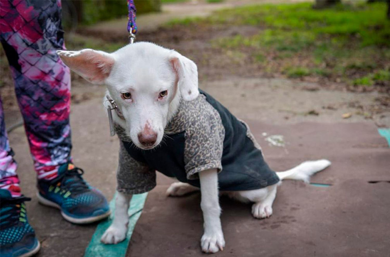 Nuevo cronograma del quirófano móvil para animales