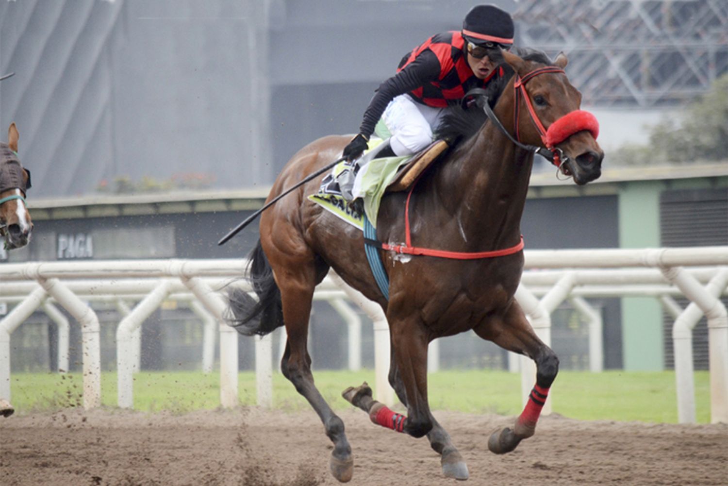 Jueves 14: Actividad Hipódromo de La Plata