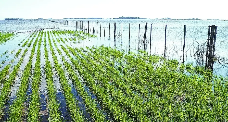 Las lluvias aumentaron 6% en el sudoeste bonaerense en lo que va del año