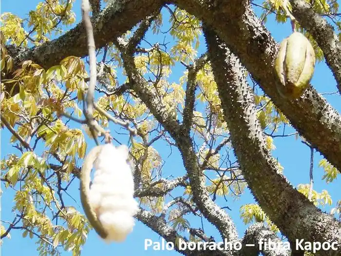 Estamos en época de cosechar  �SKapoc⬝ del Palo Borracho