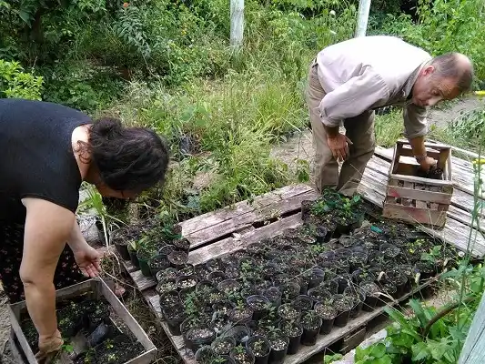 El proyecto de 12 árboles por cuadra, cada vez más cerca de ser una realidad