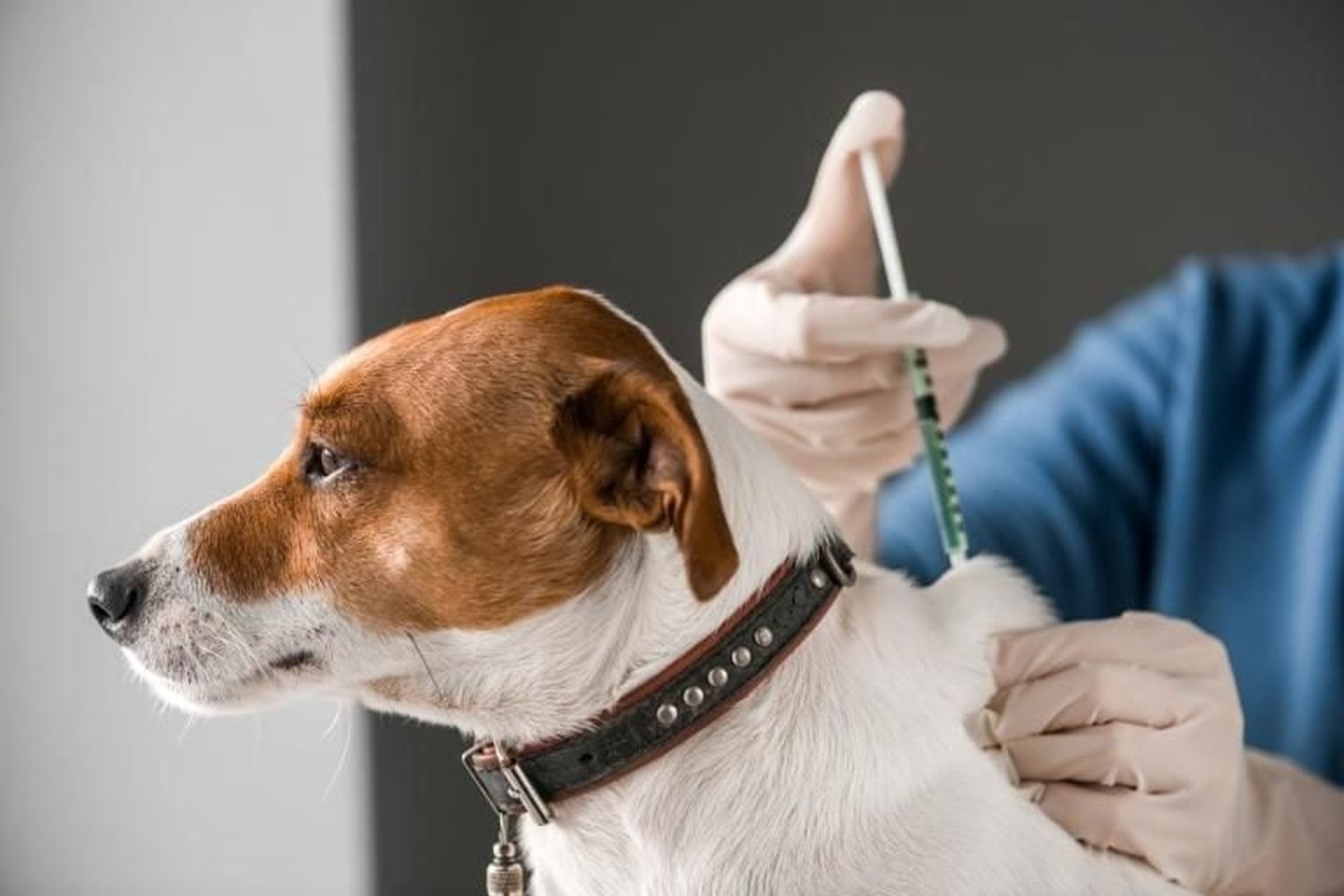 En el marco del Programa Integral del Centro de Sanidad Animal y Zoonosis.