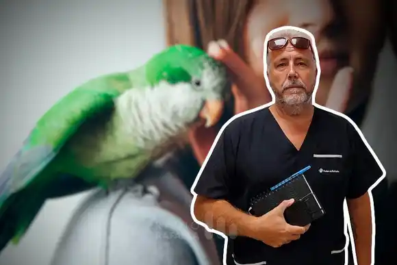 ¿Qué cuidados debo tener si tengo un lorito de mascota? 