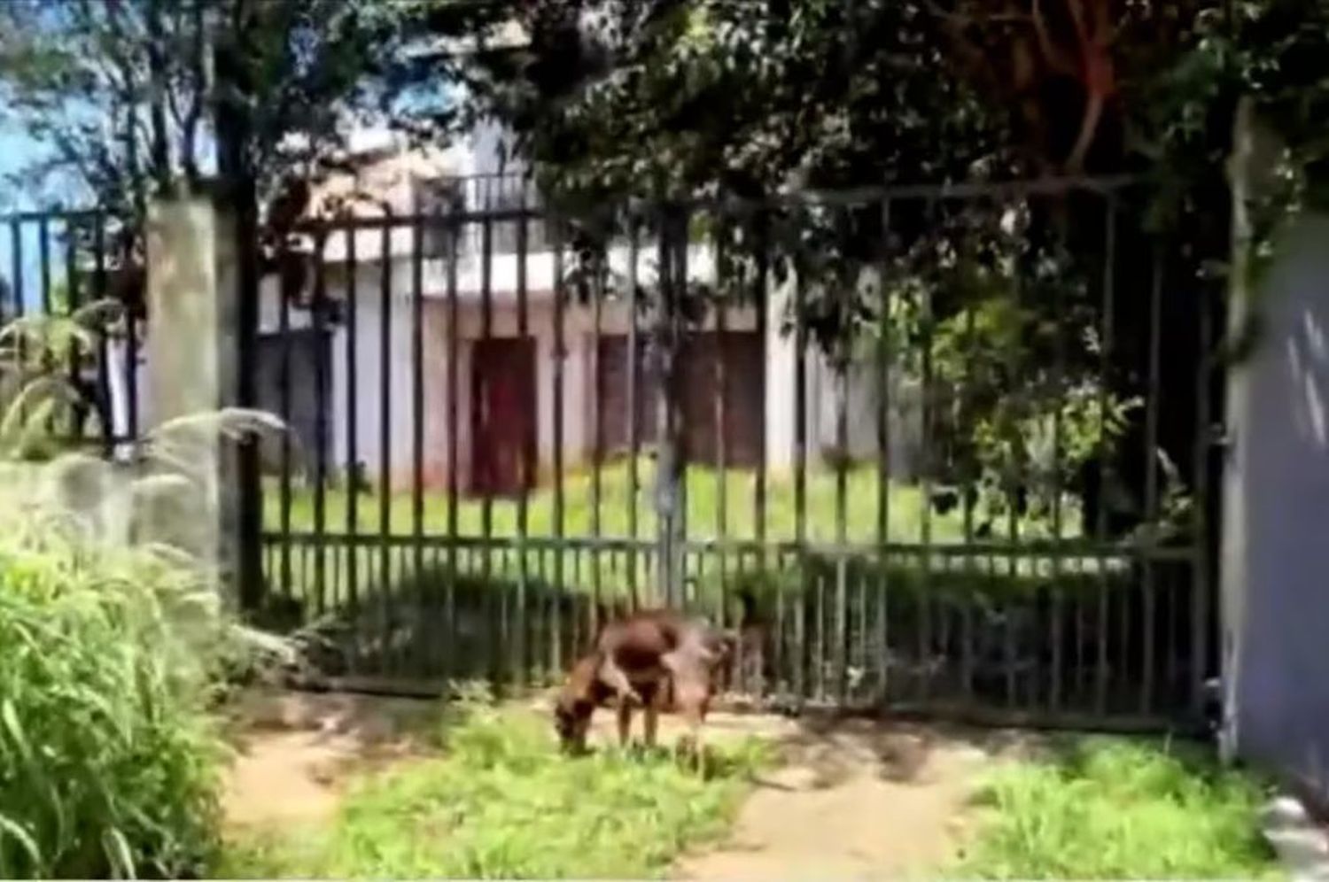 Vivienda de la rescatista de animales