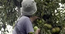 El Gobierno nacional, Río Negro y Neuquén acordaron soluciones para los frutícolas