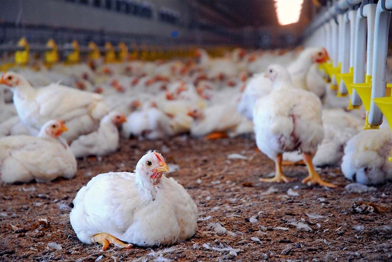 Posición de la avicultura entrerriana frente al país y el mundo