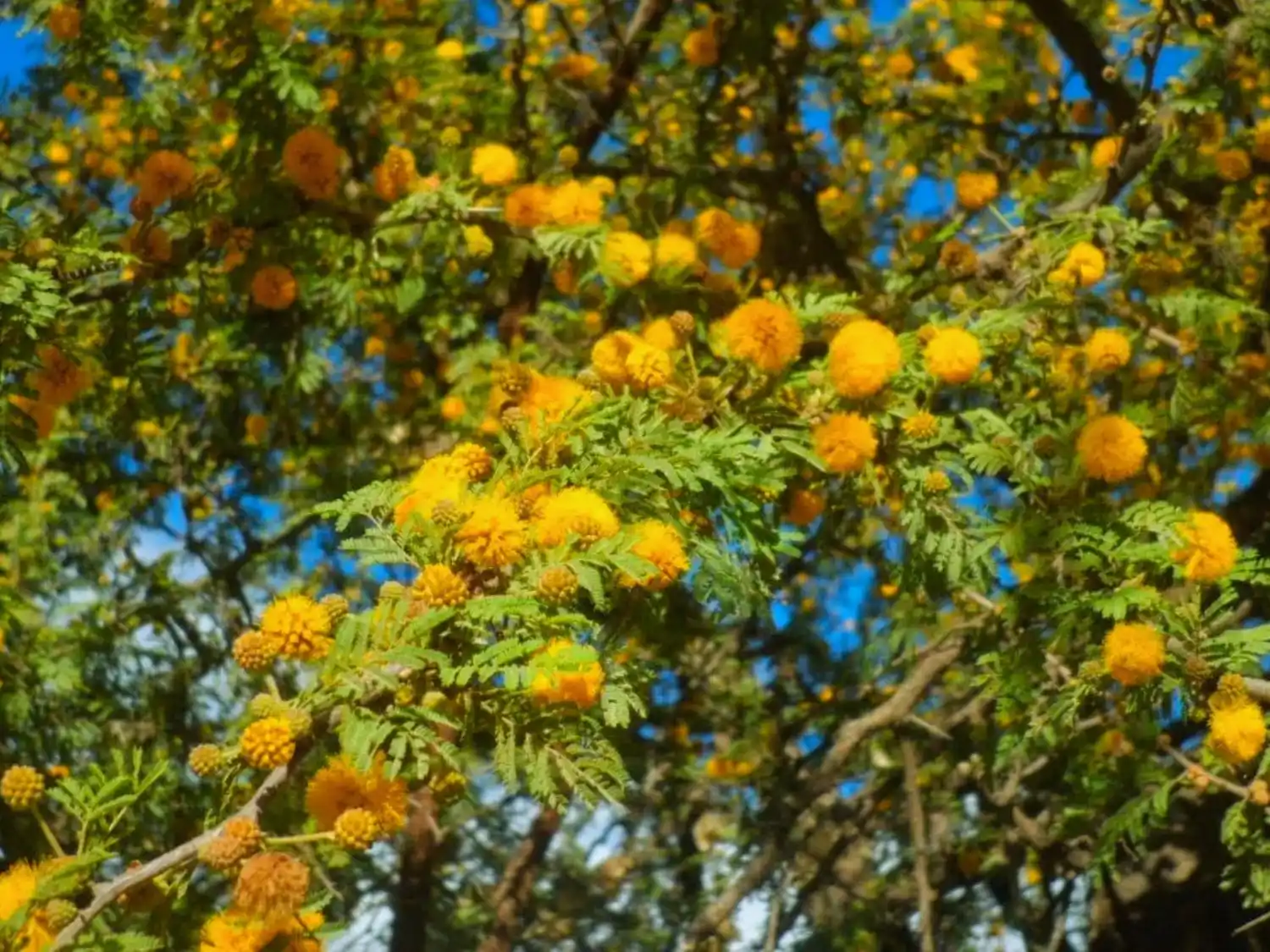 Galarza será sede de una emotiva celebración por el Día del Árbol Entrerriano
