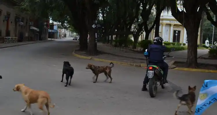 Lanzan campaña municipal de castración, esterilización y registro de perros callejeros
