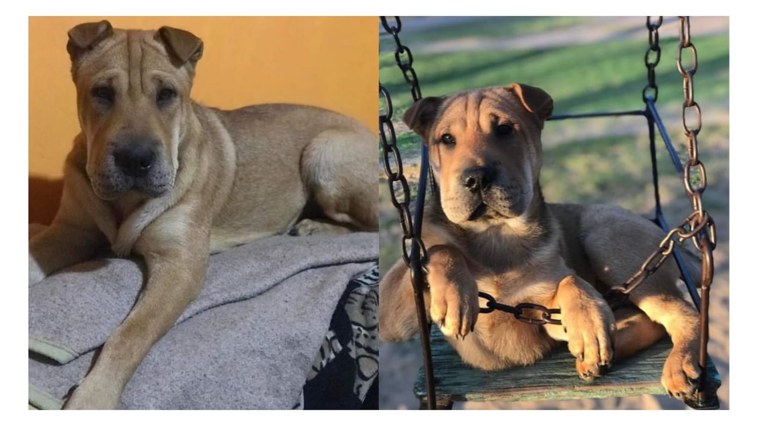 Buscan a su perro “Miguel”
