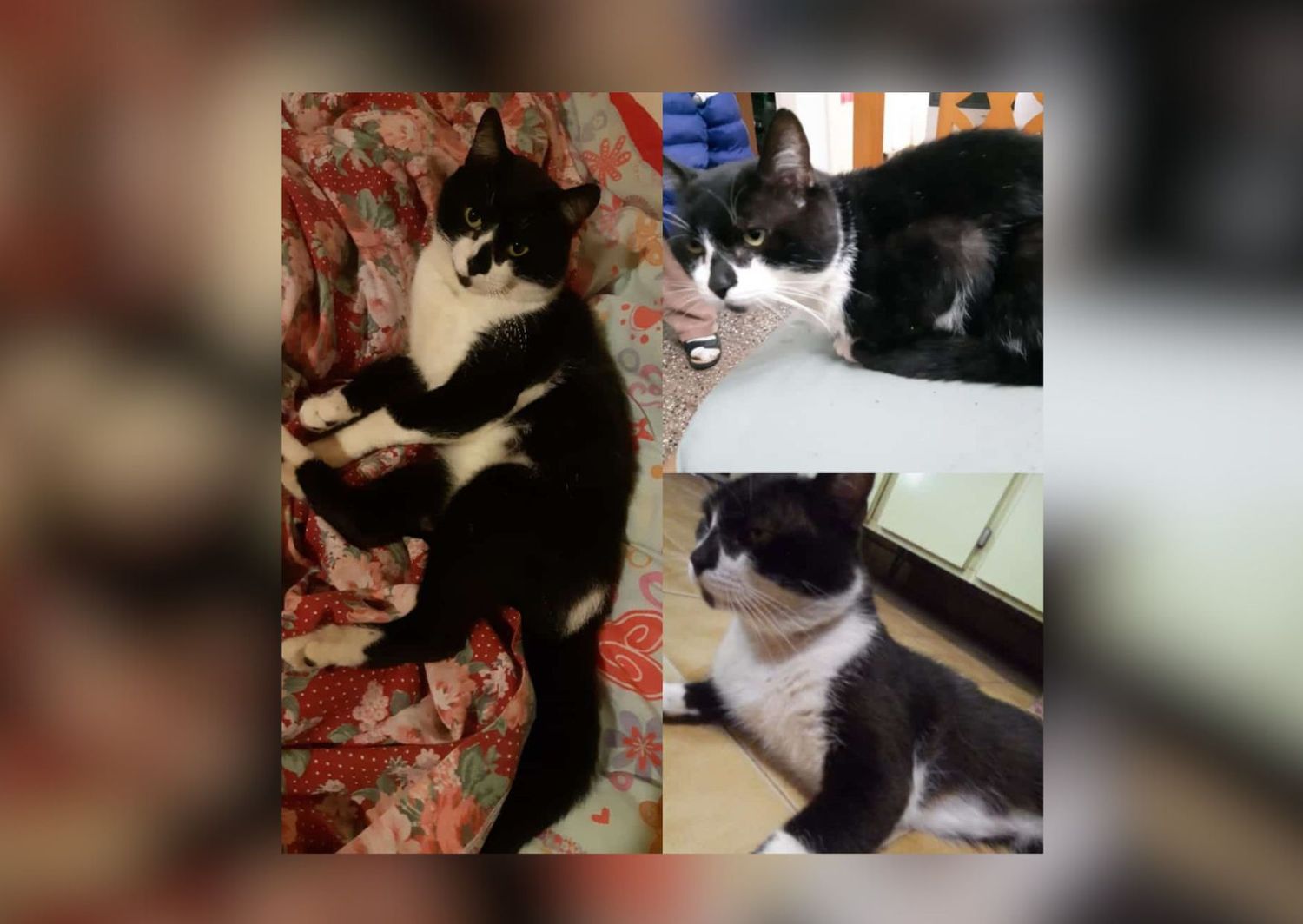 Mascotas: buscan a Oreo