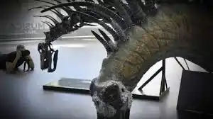 Descubrieron una nueva especie de dinosaurio en Neuquén